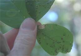 Sivun Ectoedemia nyssaefoliella (Chambers 1880) Wilkinson et al. 1981 kuva