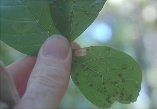 Image of Ectoedemia nyssaefoliella (Chambers 1880) Wilkinson et al. 1981