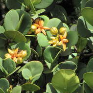 Image of Clusia multiflora Kunth