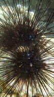 Image of Long-spined sea urchin