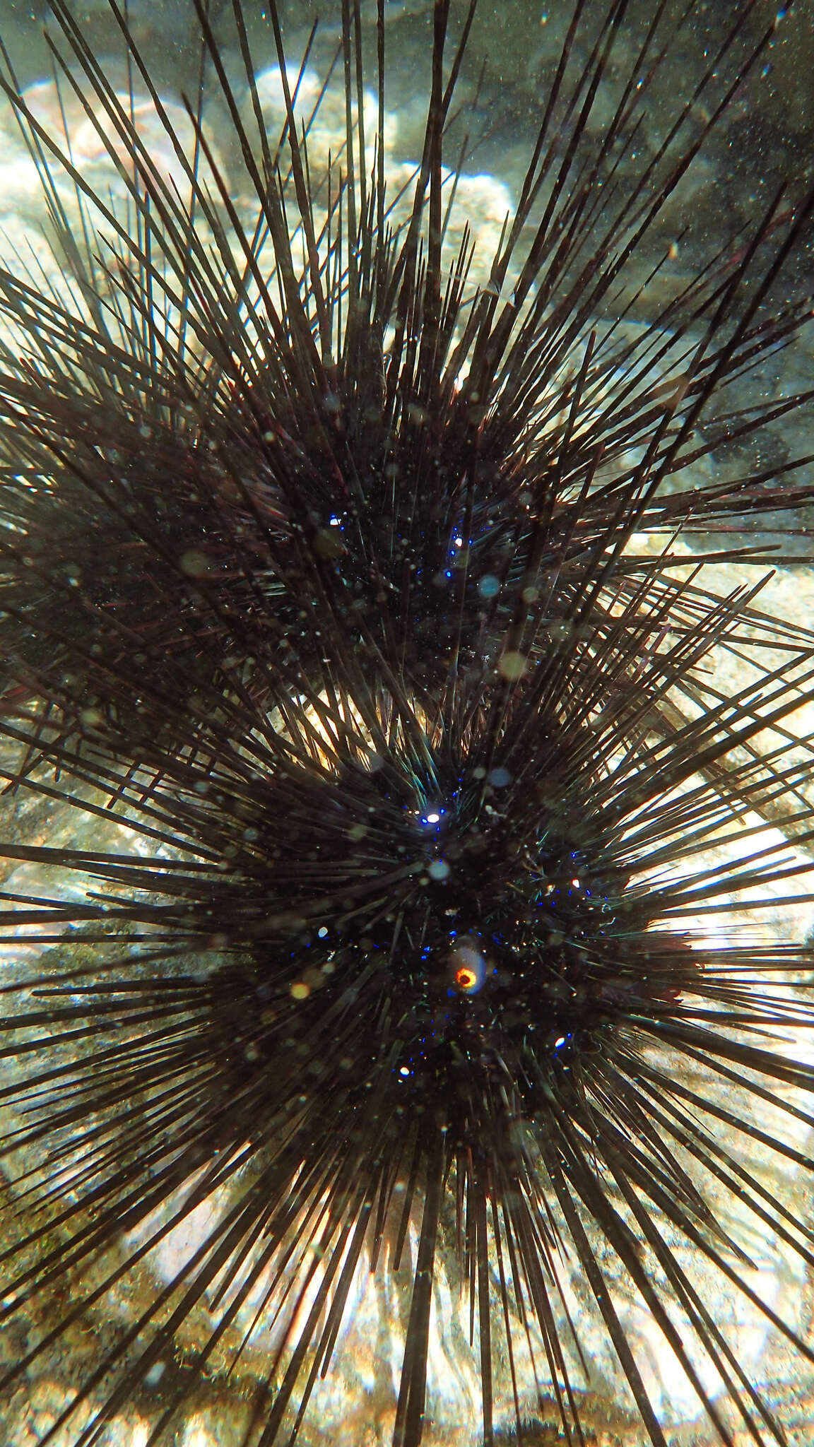 Image of Long-spined sea urchin