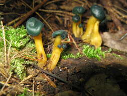 Image of Leotia viscosa