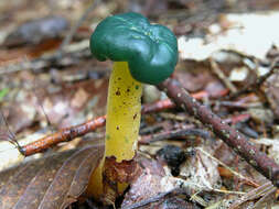 Image of Leotia viscosa