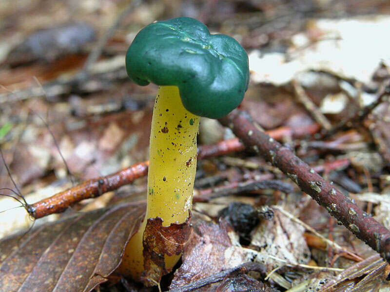 Image of Leotia viscosa