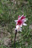 Imagem de Crinum campanulatum Herb.