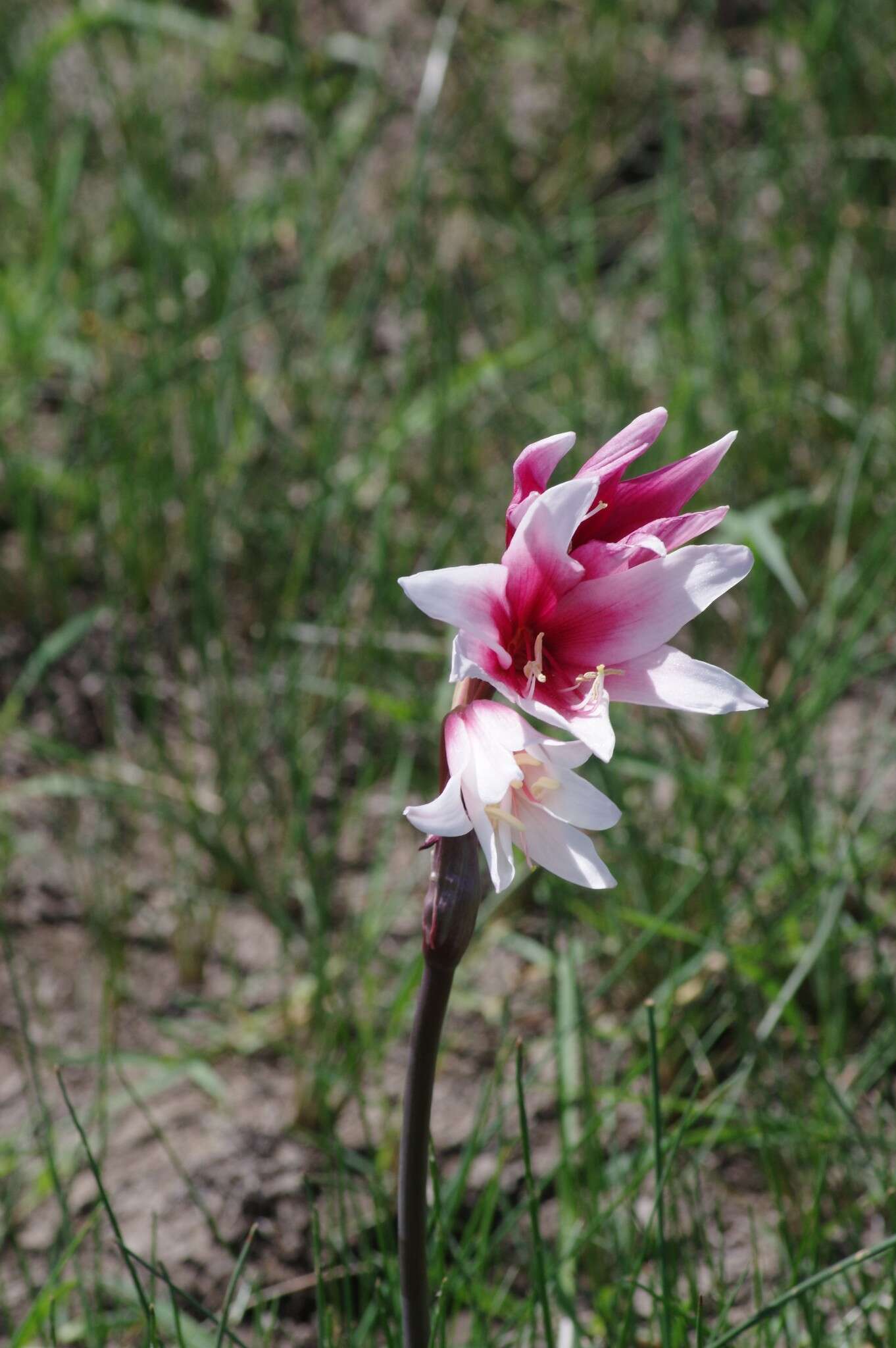 Imagem de Crinum campanulatum Herb.