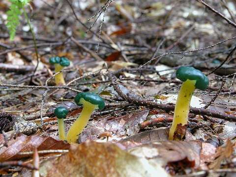 Image of Leotia viscosa