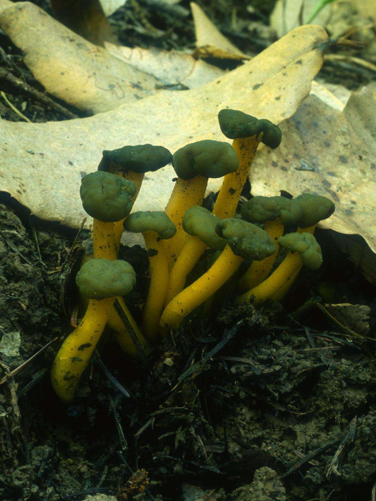 Image of Leotia viscosa