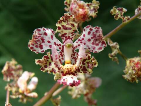 Image of Cyrtopodium aliciae L. Linden & Rolfe