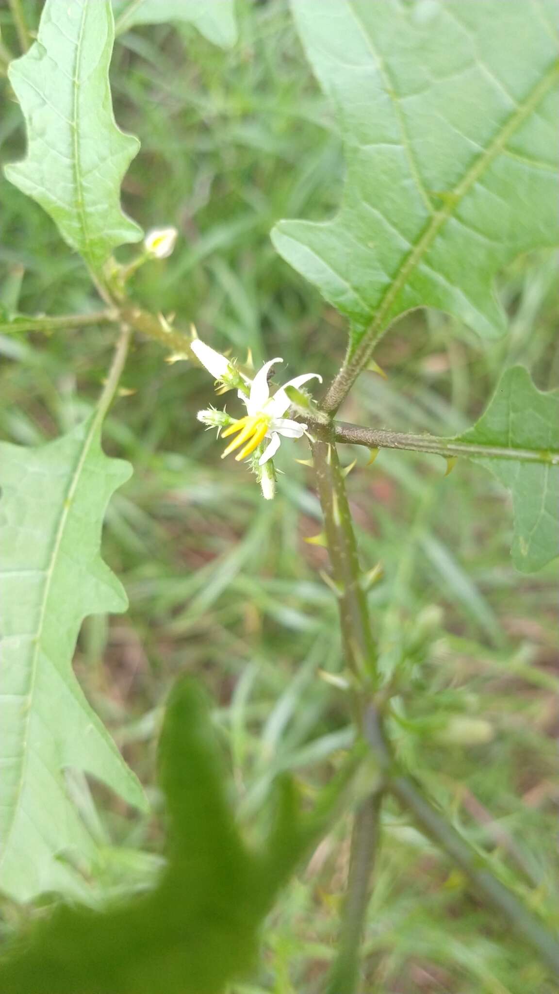 Plancia ëd Solanum tampicense Dun.