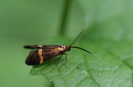 Imagem de Nemophora degeerella Linnaeus 1758