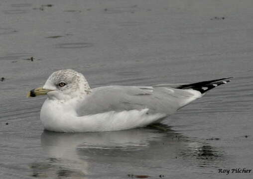 Image of Ring-billed Gull