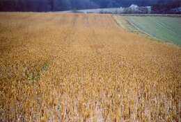 Image of white mustard