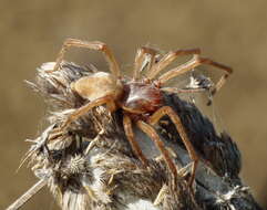 Слика од Cheiracanthium punctorium (Villers 1789)