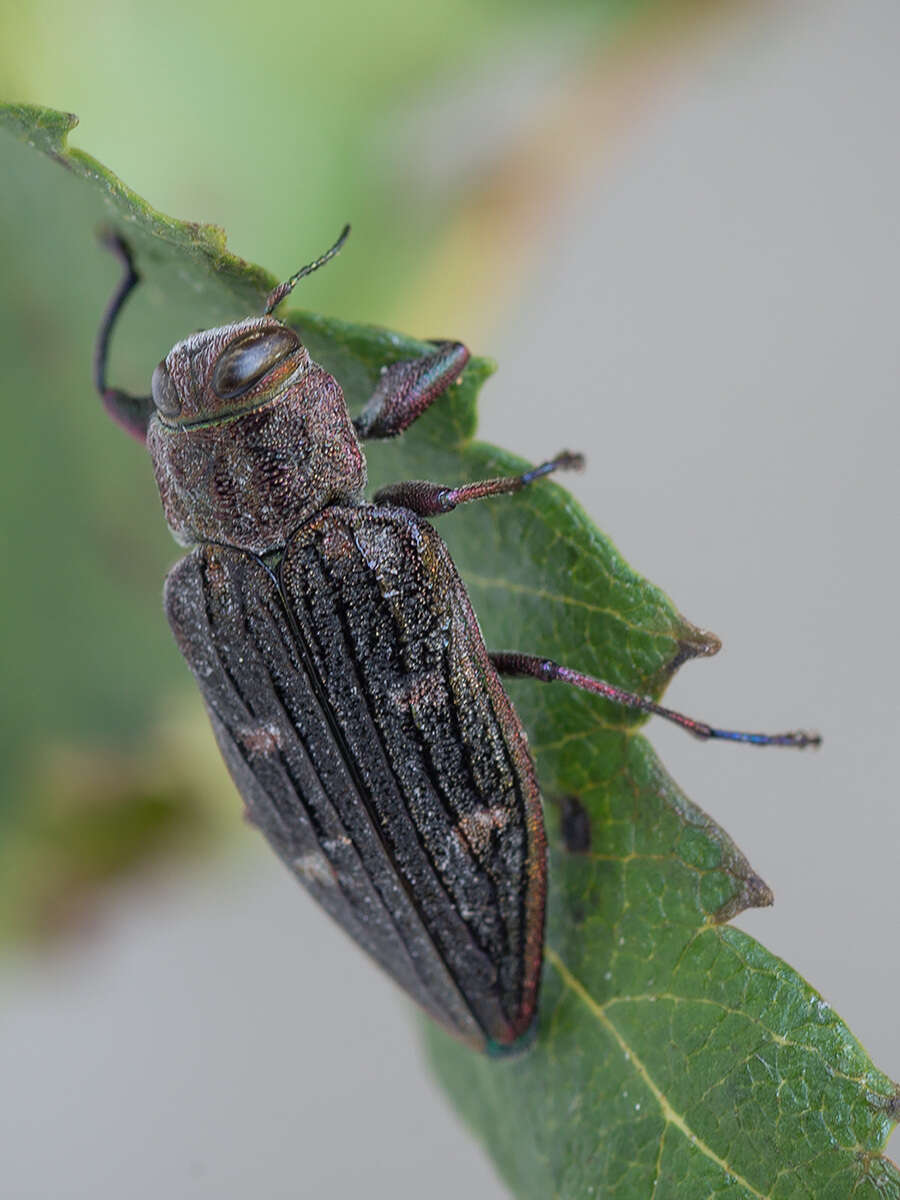 Image of Chrysobothris chrysostigma (Linnaeus 1758)