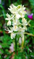 صورة Orchis provincialis Balb. ex Lam. & DC.