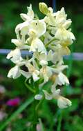 صورة Orchis provincialis Balb. ex Lam. & DC.