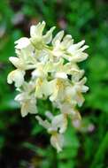 صورة Orchis provincialis Balb. ex Lam. & DC.