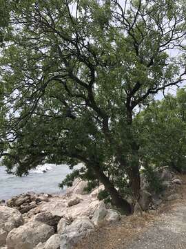 Image of Mt. Atlas mastic tree