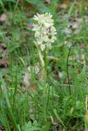 صورة Orchis provincialis Balb. ex Lam. & DC.