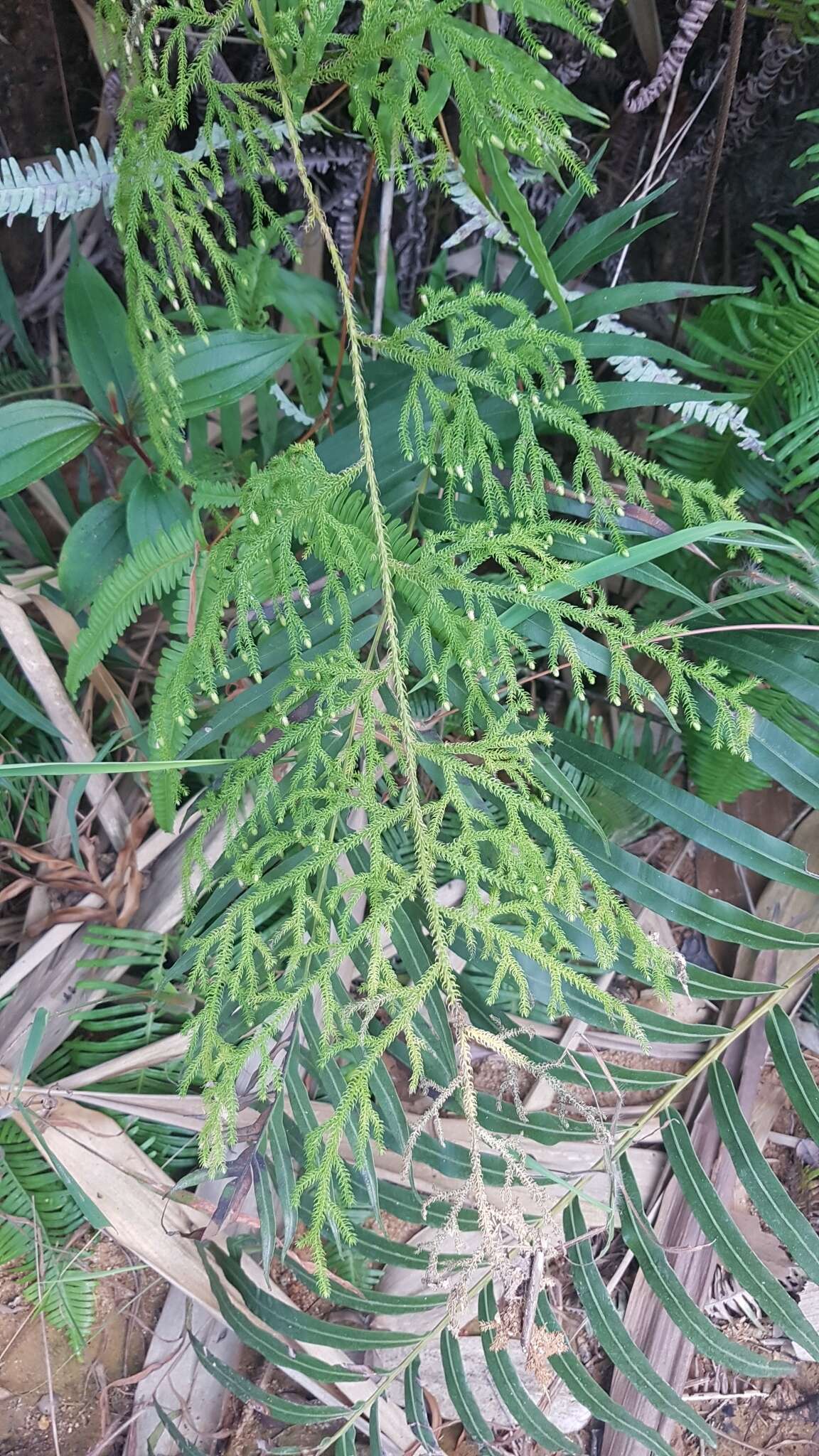 Image of Palhinhaea hainanensis Yang