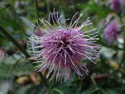 Image of Cirsium nipponicum var. incomptum (Maxim.) Y. Kadota