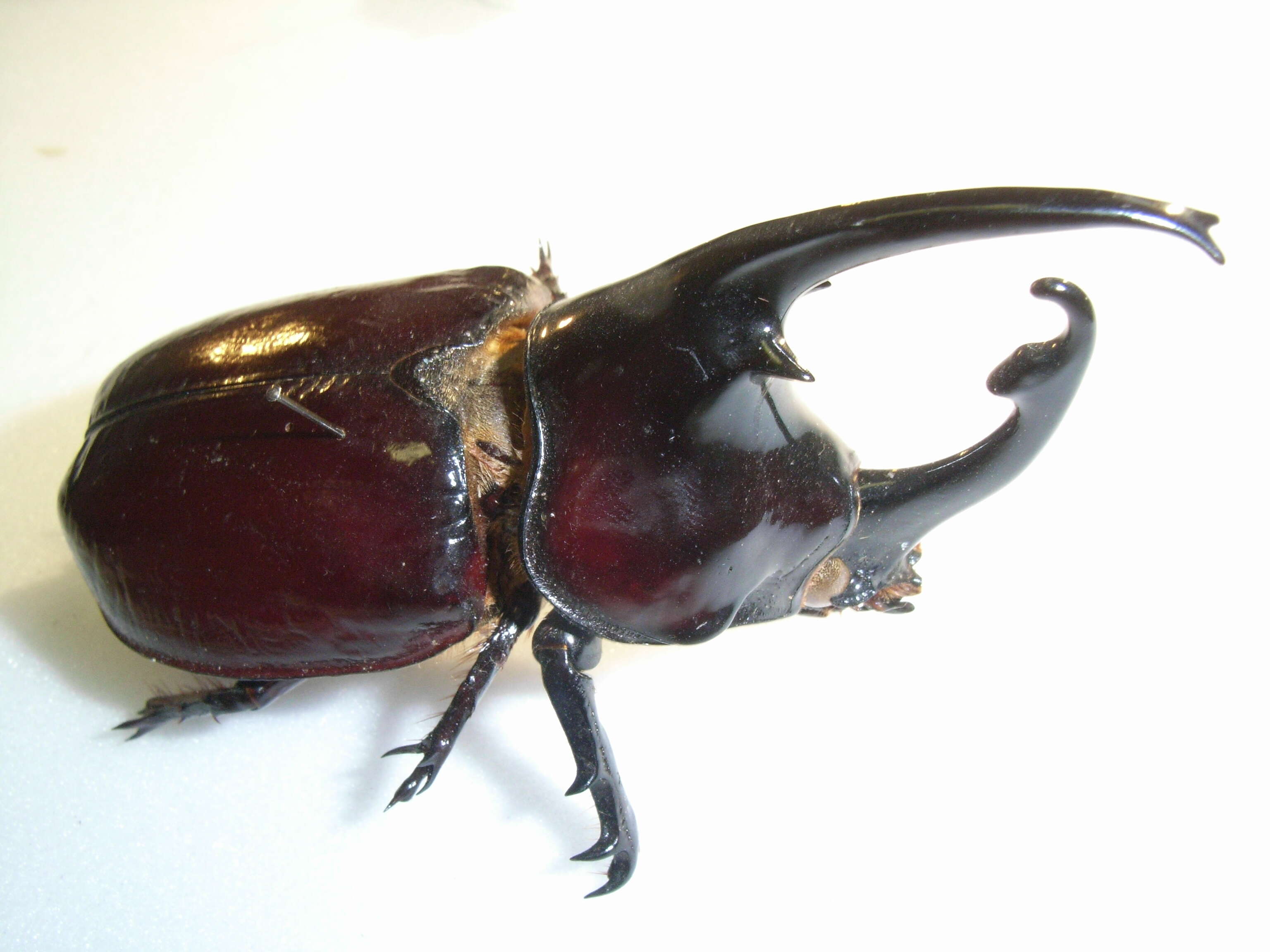 Image of Augosoma