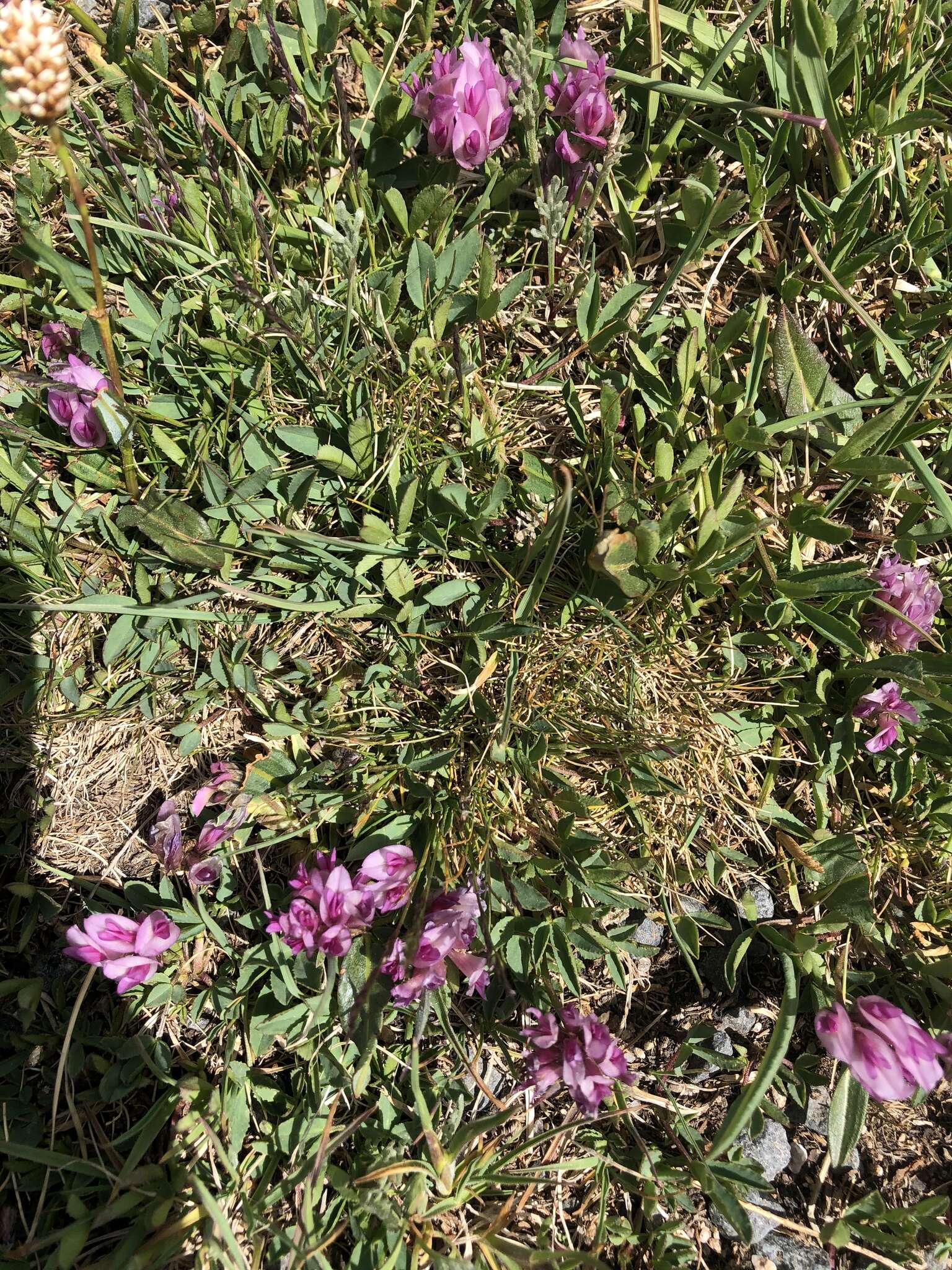 Image of Parry's Clover