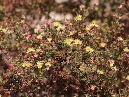 Image of Eriogonum galioides I M. Johnst.