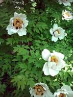 Image of Paeonia rockii (S. G. Haw & Lauener) T. Hong & J. J. Li ex D. Y. Hong