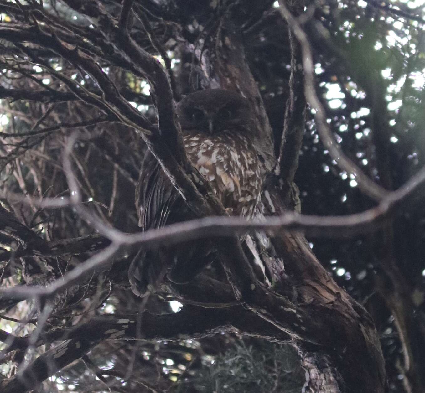 Image of Morepork