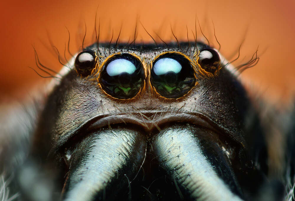 Image of Golden jumping spider