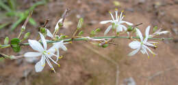 Plancia ëd Chlorophytum comosum (Thunb.) Jacques