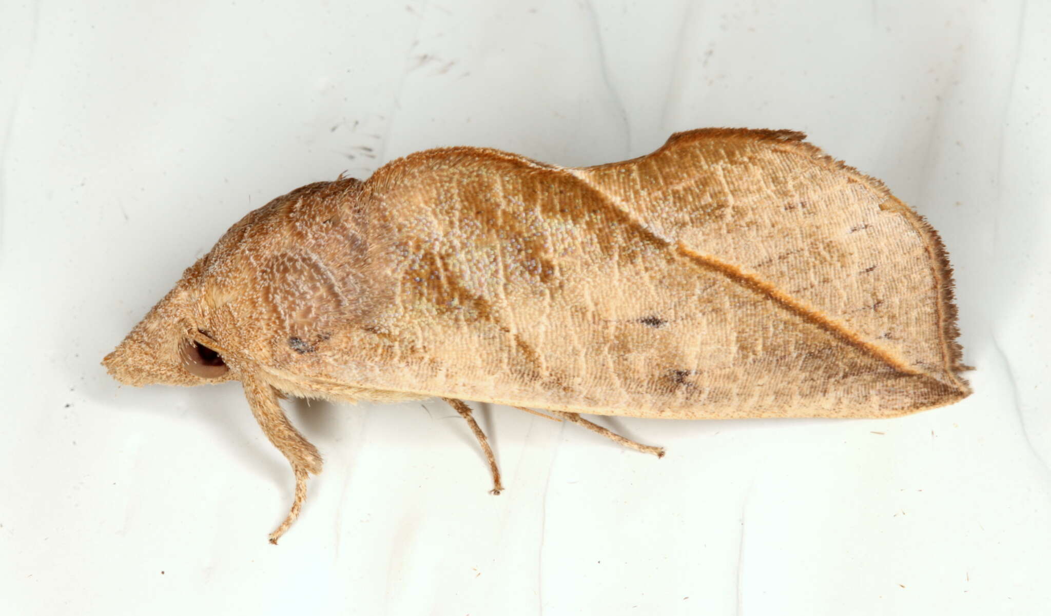 Imagem de Calyptra minuticornis Guenée 1852