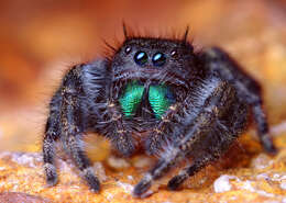 Phidippus audax (Hentz 1845) resmi