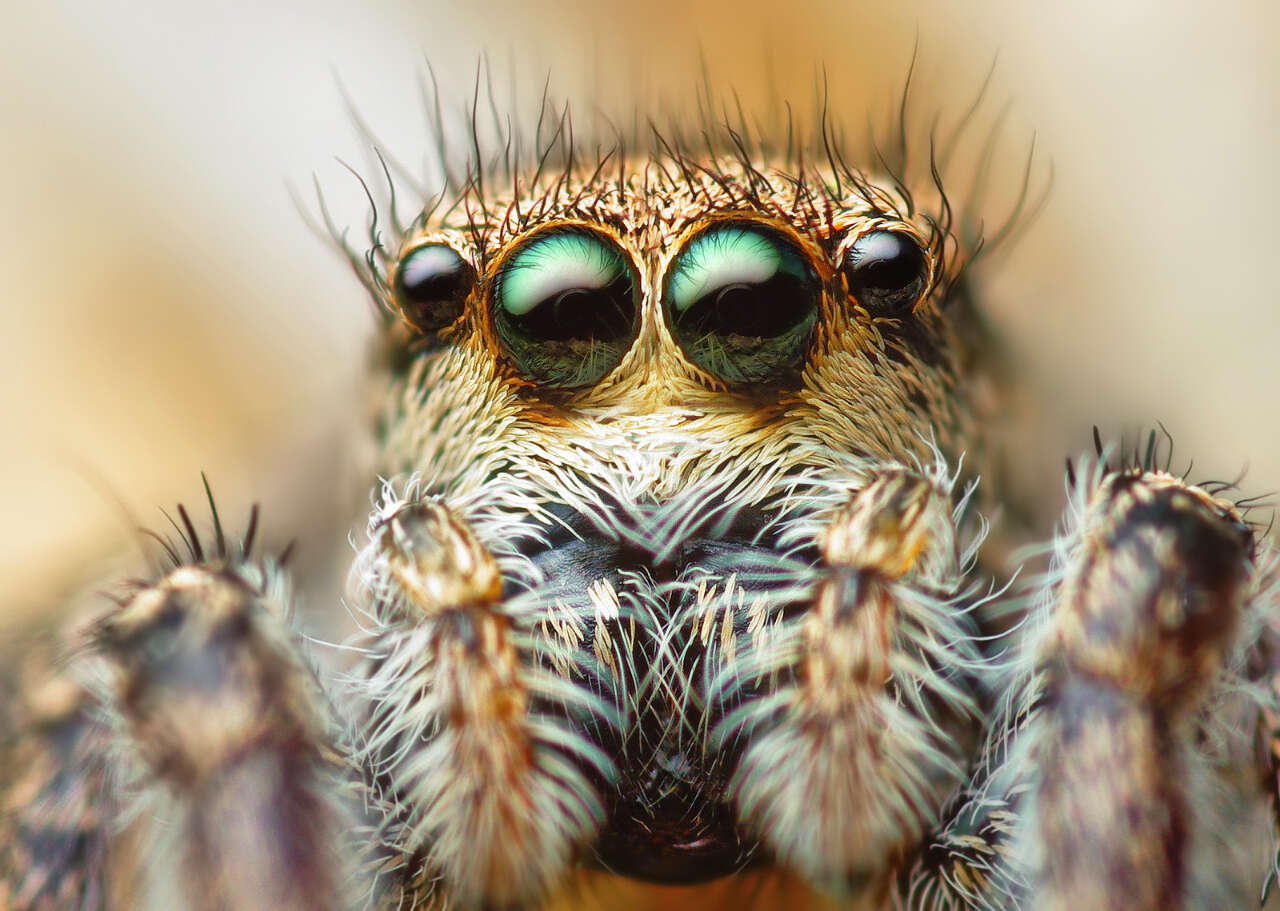 Image of Habronattus coecatus (Hentz 1846)