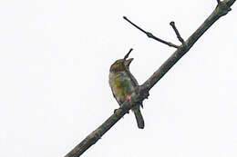 Image of Bornean Brown Barbet