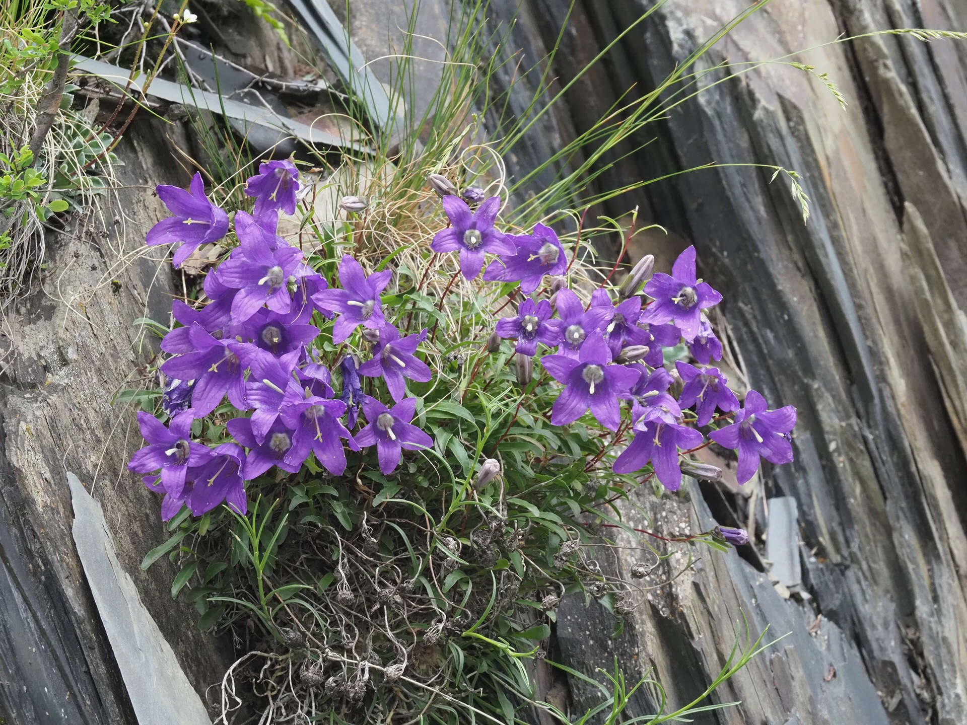 Imagem de Campanula saxifraga subsp. aucheri (A. DC.) Ogan.