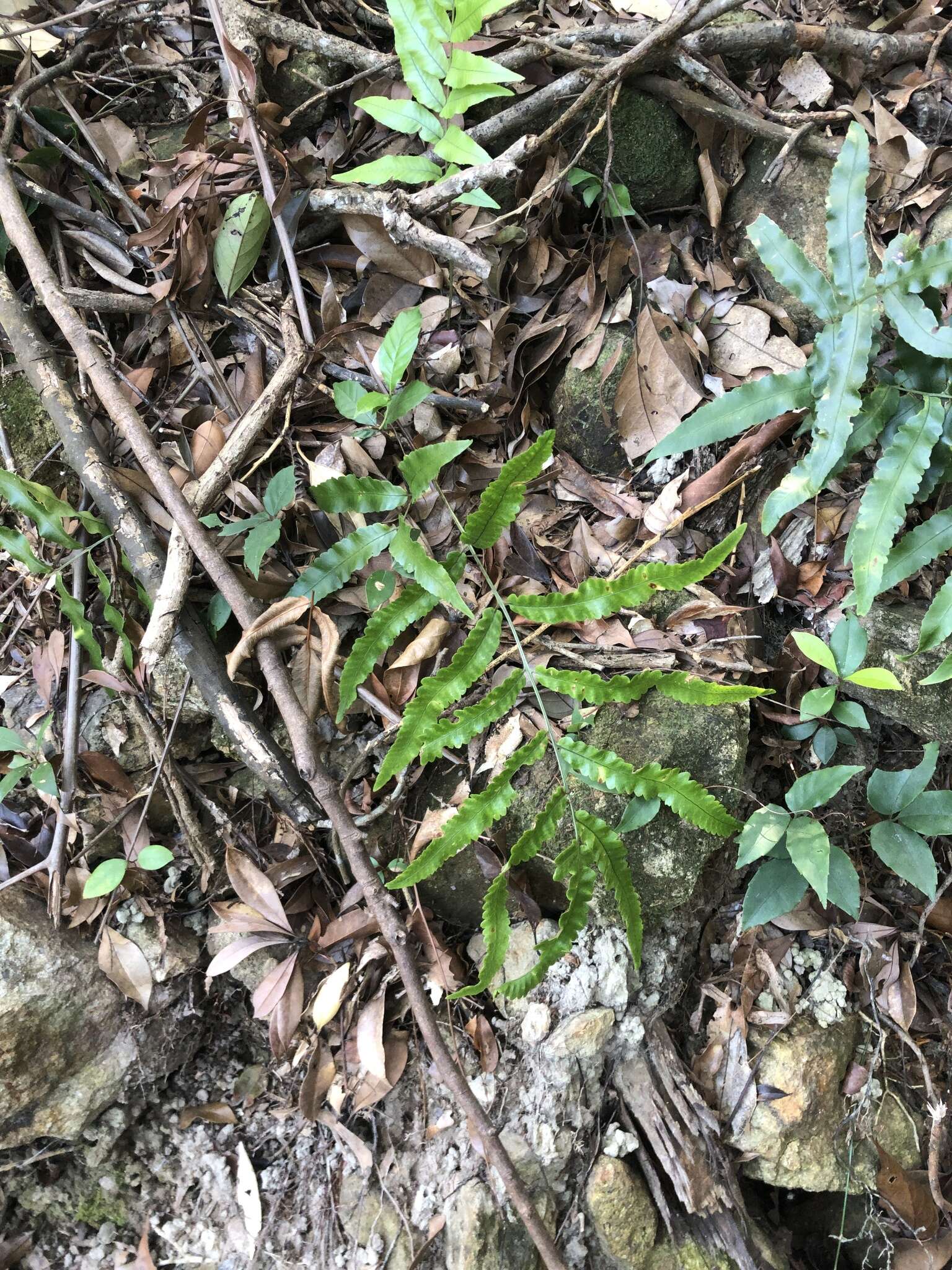 Image of Dryopteris podophylla (Hook.) O. Kuntze