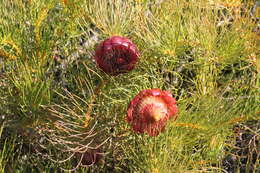 Image of Protea pityphylla Phillips