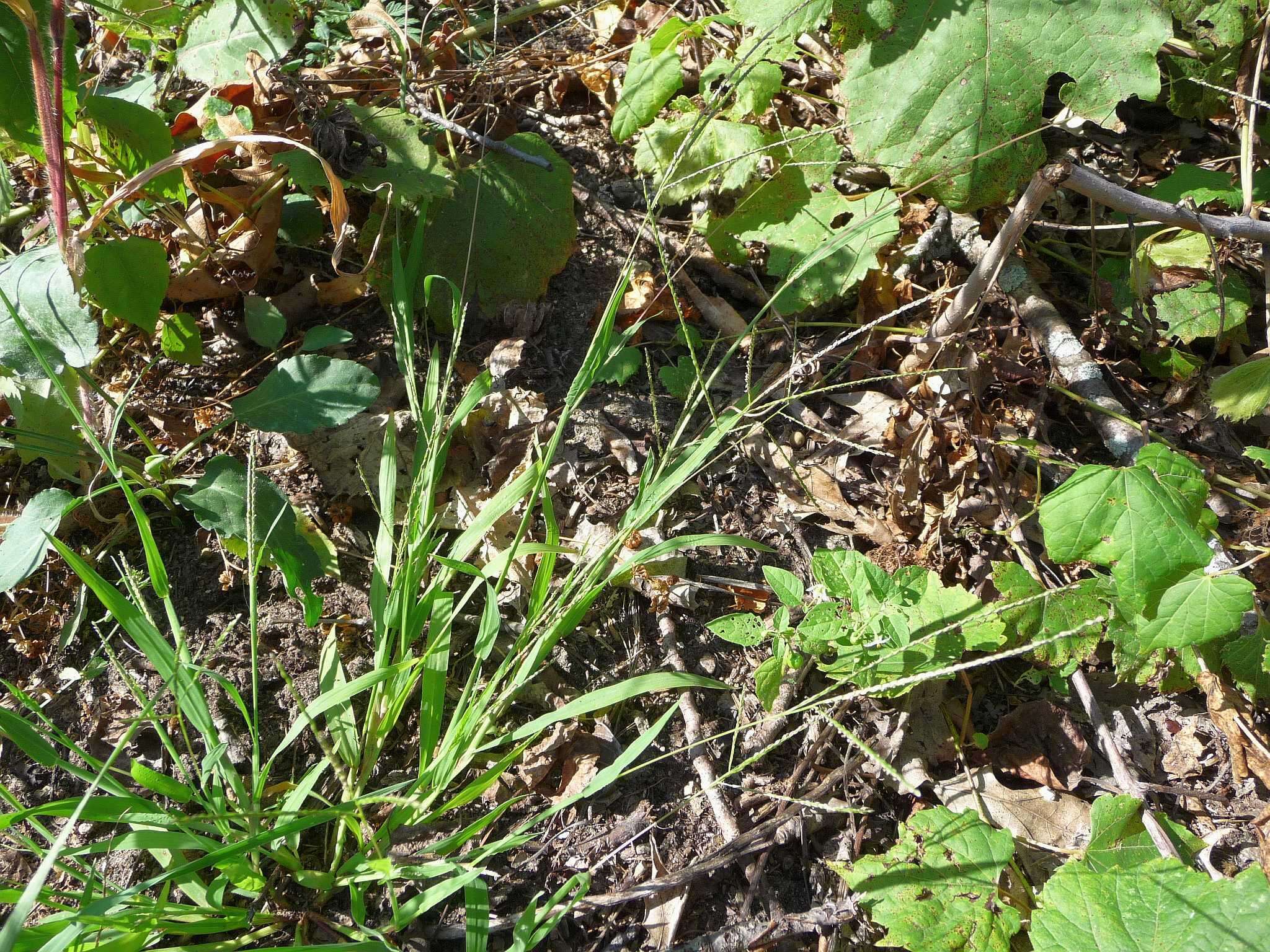 Image of Digitaria ischaemum var. ischaemum