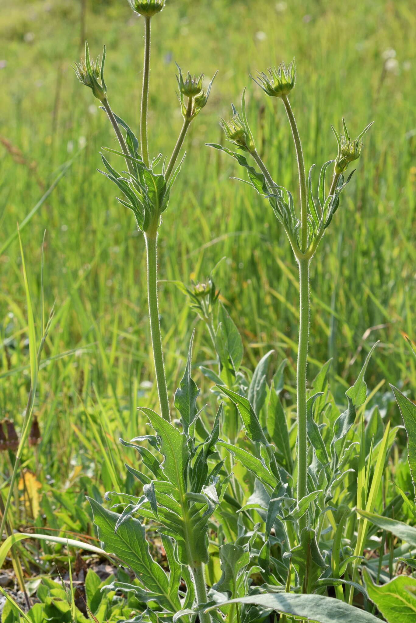 Image of Knautia transalpina (Christ) Briq.