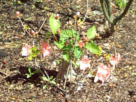 Image of Rhododendron kiusianum Makino