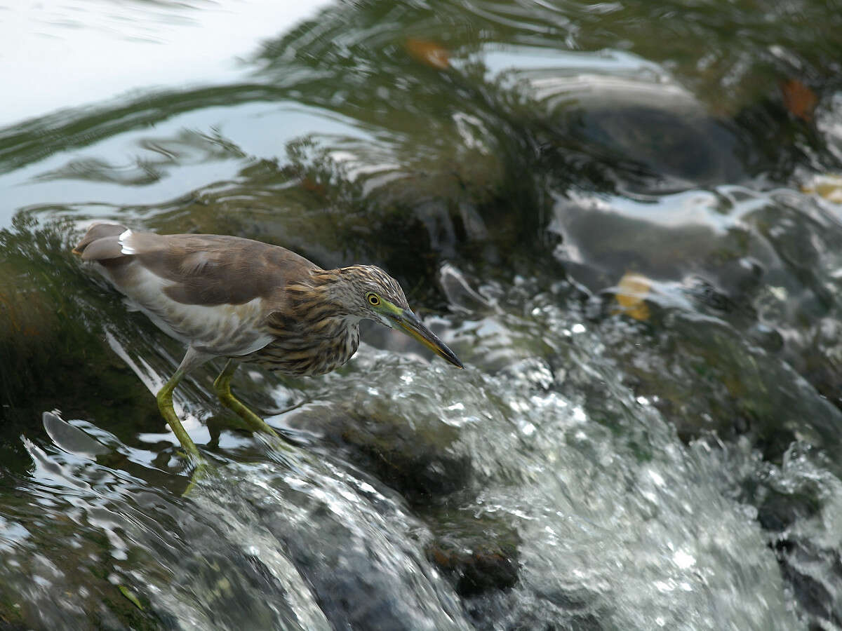 Image of Chinese Pond Heron