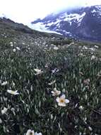 Imagem de Dryas octopetala subsp. hookeriana (Juz.) Hulten