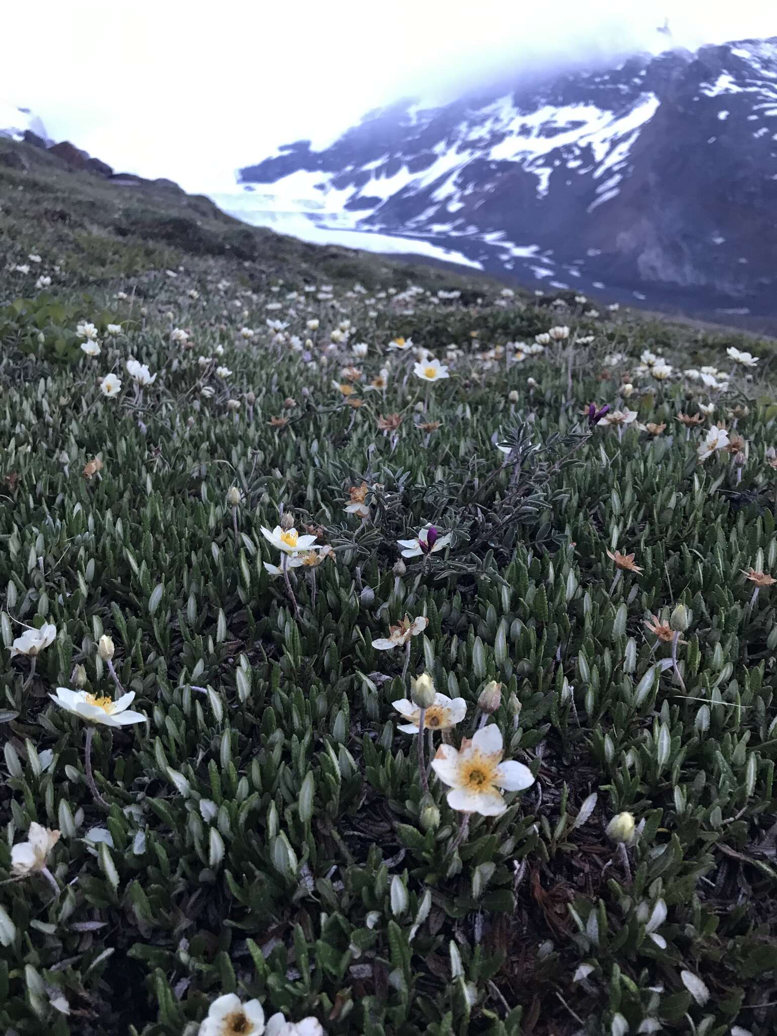 Imagem de Dryas octopetala subsp. hookeriana (Juz.) Hulten