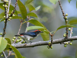 Image of Scarlet-backed Flowerpecker