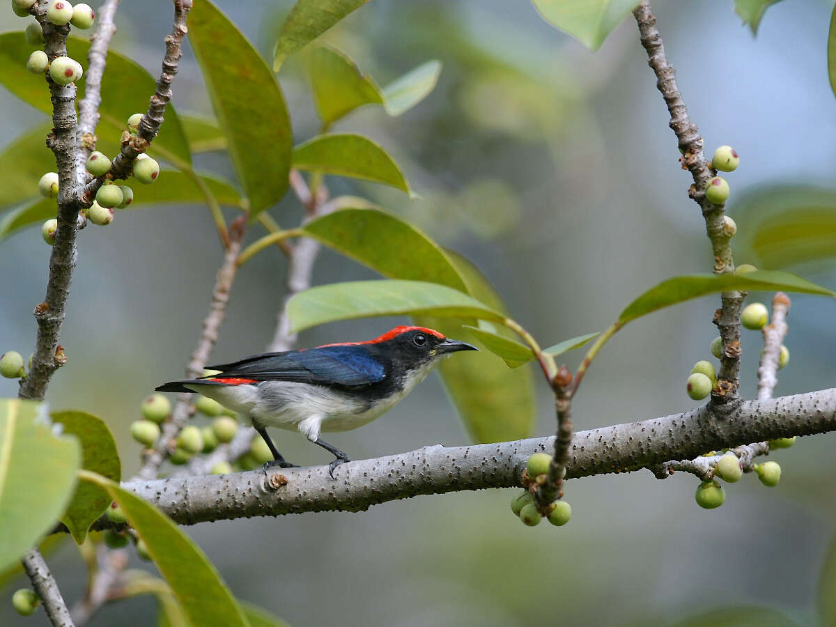 Image of Scarlet-backed Flowerpecker