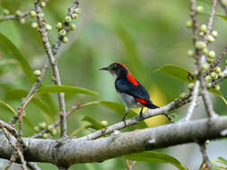 Image of Scarlet-backed Flowerpecker