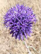 Image de Echinops adenocaulos Boiss.